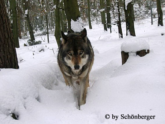 Sibirische Wolf Wolfgang